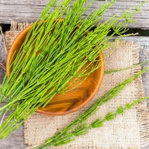 Horsetail Extract Hair and Beauty