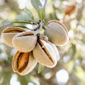 sweet almond oil skin benefits
