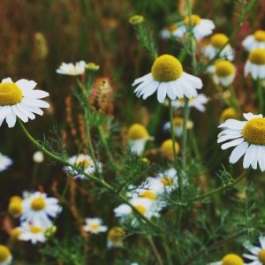 Chamomile Benefits for Hair Care 