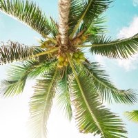 A Brief History of The Coconut | Alice England