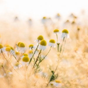 Chamomile Extract Hair and Beauty
