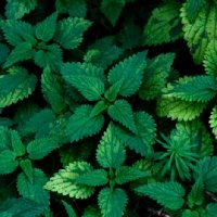 Nettle Skin and Hair Benefits | Alice England