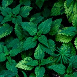 Nettle Skin and Hair Benefits for natural vegan hair care | Alice England